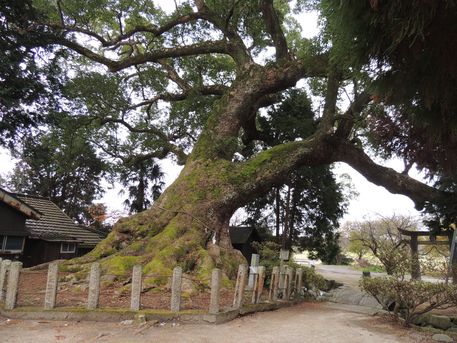 白角折神社のクス