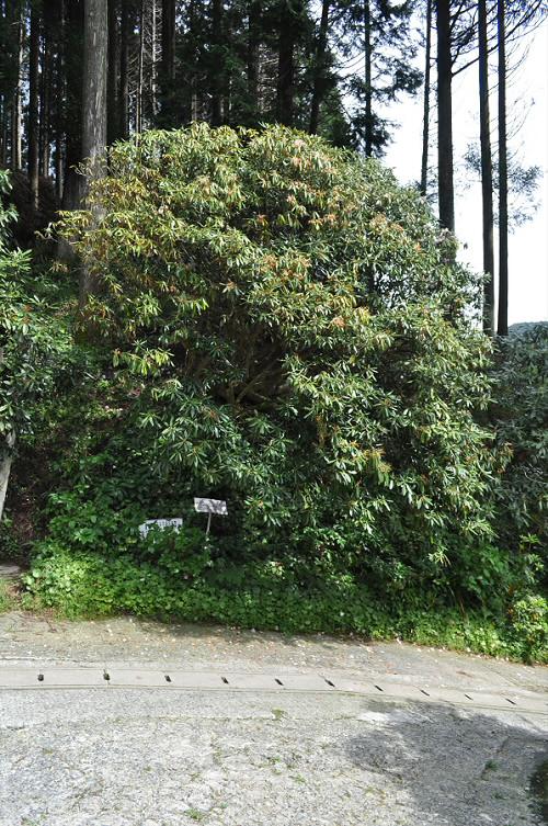 浄徳寺の石楠花