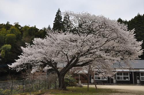 脊振小学校久保山分校跡の桜