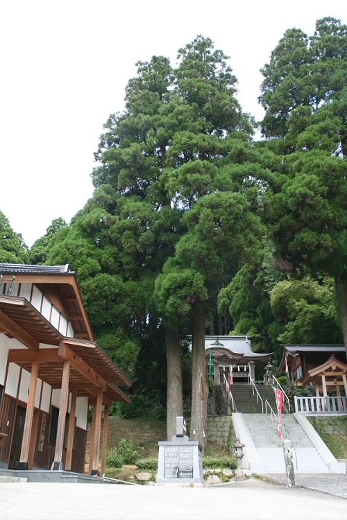 脊振神社の杉