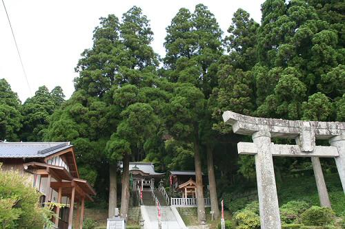 脊振神社の杉