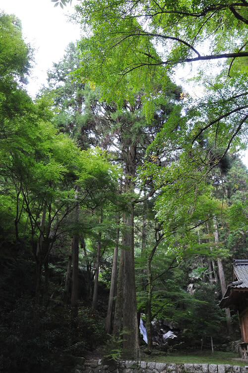 後鳥羽神社の杉