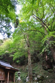 後鳥羽神社のイチョウ