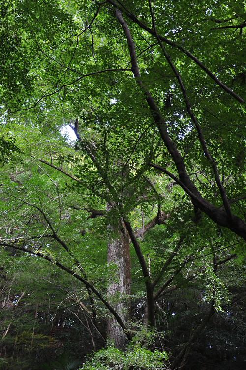 後鳥羽神社のイチョウ