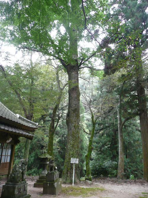 倉岡神社のイチョウ