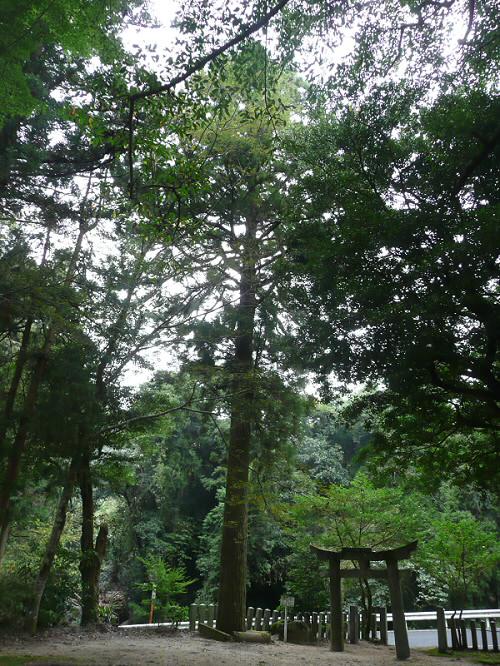 倉岡神社の杉